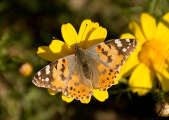 Fototapeta na wymiar Details of a wild painted lady butterfly with flower