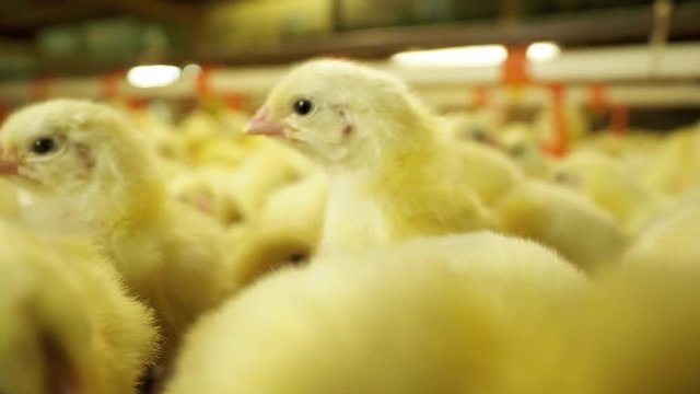 Incubation large area at farm with a lot of funny newborn broiler chickens. Crowd pretty yellow chicks moving in incubator. Agricultural business concept and organic food production farming scene