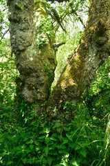 Fototapeta premium Woodland and Trees.