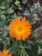 orange flower in the garden