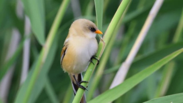 Cute little birds. Green reeds background. Bird: Bearded Reedling. Panurus biarmicus .