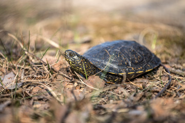 European pond turtle, Emys orbicularis