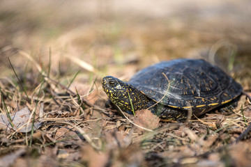 European pond turtle, Emys orbicularis