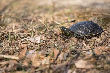 European pond turtle, Emys orbicularis