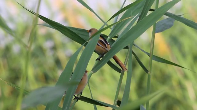 Cute little birds. Green reeds background. Bird: Bearded Reedling. Panurus biarmicus .