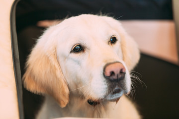 Close Up Young White Labrador Retriever Dog