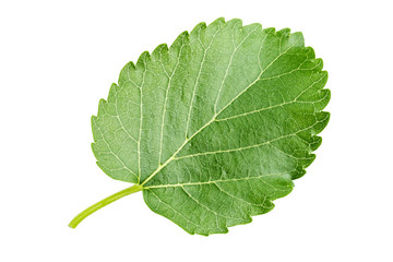 mulberry leaf on white background