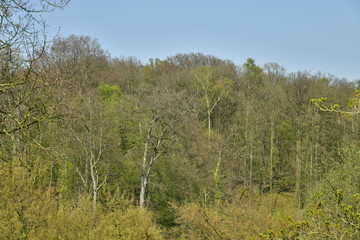 Cimes des hêtres majestueux de la forêt de Soignes sur le versant opposé ,au domaine de l'abbaye du Rouge-Cloître à Auderghem