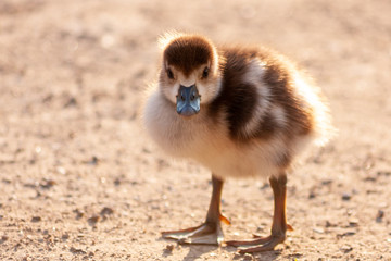 S&uuml;&szlig;es kleines Nilgansk&uuml;ken auf Futtersuche posiert im Gegenlicht