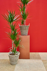 green palm in a wicker pots is on a brown pedestal against the background of the red wall