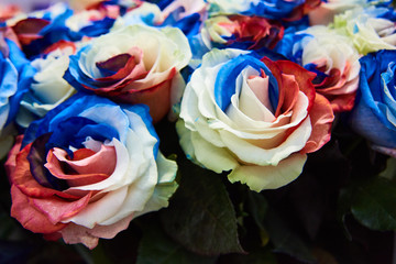 Fototapeta na wymiar incredible beauty of multi-colored roses - close-up view