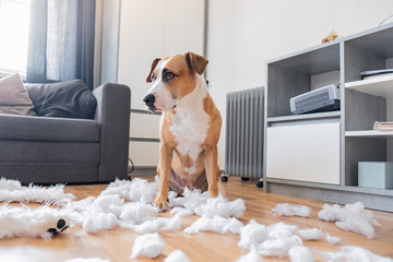 Guilty dog and a destroyed teddy bear at home. Staffordshire terrier sits among a torn fluffy toy,...