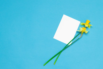 Fresh bouquet of daffodil flowers on a bright blue background.