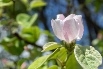 Quince Spring Blossom