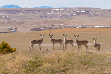 Group of deer on picturesque hill near mountains