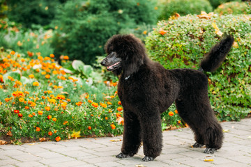 Beautiful Young Black Standard Poodle Dog Outdoor Standing Near Flower-Bed