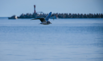 Fototapeta na wymiar Seagull in flight over the sea. tourist card