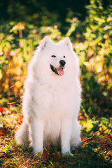 Happy Funny Smiling White Samoyed Dog Or Bjelkier, Sammy Outdoor Portrait In Forest, Park. Dog Sitting Outdoor In Green Bushes In Park.