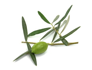 Olive branch with green olives, isolated on white background
