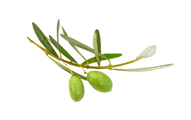 Olive branch with green olives, isolated on white background
