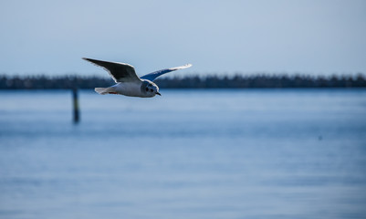Seagull in flight over the sea. tourist card