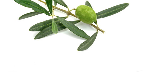 Olive branch with green olives, isolated on white background