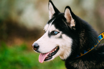Portrait Of Black Siberian Husky Dog