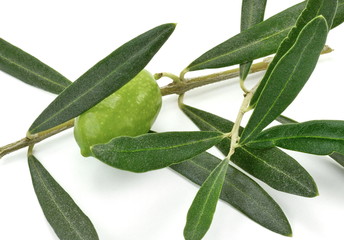 Olive branch with green olives, isolated on white background