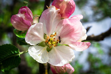 Fototapeta na wymiar Apple blossom on apple tree