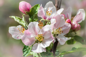 Obraz na płótnie Canvas Apple blossom on apple tree