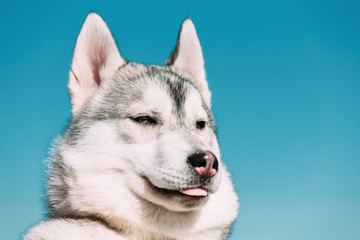 Close Up Of Young Funny Gray Husky Puppy Dog