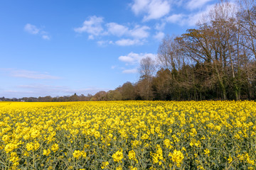 Obraz premium Rapeseed (Brassica napus) flowering in the East Sussex countryside near Birch Grove