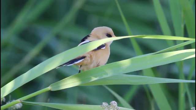Cute little birds. Green reeds background. Bird: Bearded Reedling. Panurus biarmicus .