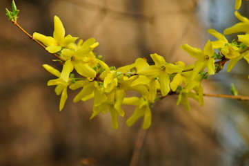 forsythia ,yellow bush in spring park - early spring