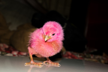 a small chicken standing curious with blackbackground.