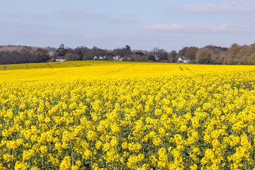 Fototapeta premium Rapeseed (Brassica napus) flowering in the East Sussex countryside near Birch Grove
