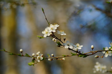  Flowering tree over nature background - Spring tree - .Spring Background.
