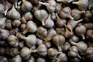 Garlic. A lot of garlic for planting. Purple garlic.