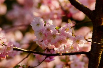 Pink flowering tree over nature background . Spring tree . Spring Background. Prunus serrulata