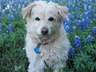 Cute  little dog sitting amongest the  Bluebonnets