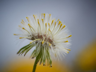 Fototapeta premium Diese Blume wird auch vom Wind gepustet