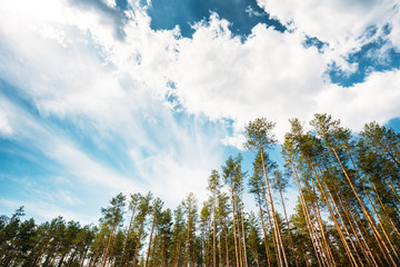 Obraz premium Young Densely Planted Pine Grove Copse Coppice Of Tall Thin Coniferous Evergreen Trees