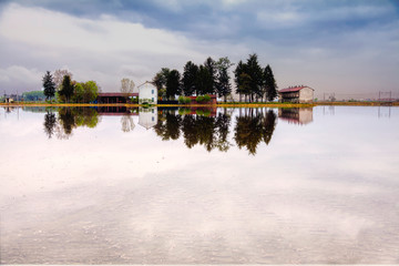 Fototapeta premium Springtime paddy field. Color image
