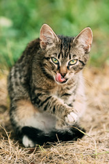 Cute Tabby Gray Cat Kitten Washes Its Muzzle