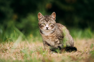 Naklejka na ściany i meble Small Cute Gray Cat Kitten In Grass 