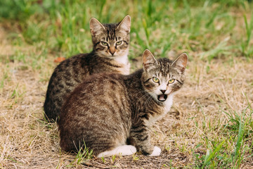 Two Funny Cute Tabby Gray Cats Kittens Sitting In Grass