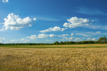 Fototapeta na wymiar Grain field, forest and white clouds on a blue sky