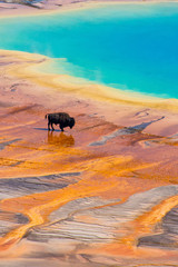 Bison walking near Grand Prismatic Spring, Yellowstone National Park © west7megan