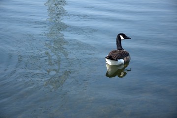 Gesi Kanadyjskie © Iwona