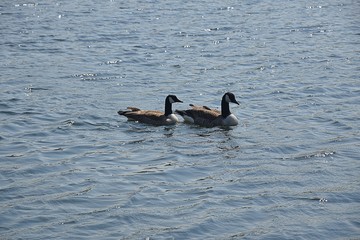 Gesi Kanadyjskie © Iwona